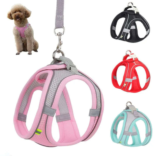Adjustable Collar for Small Dogs